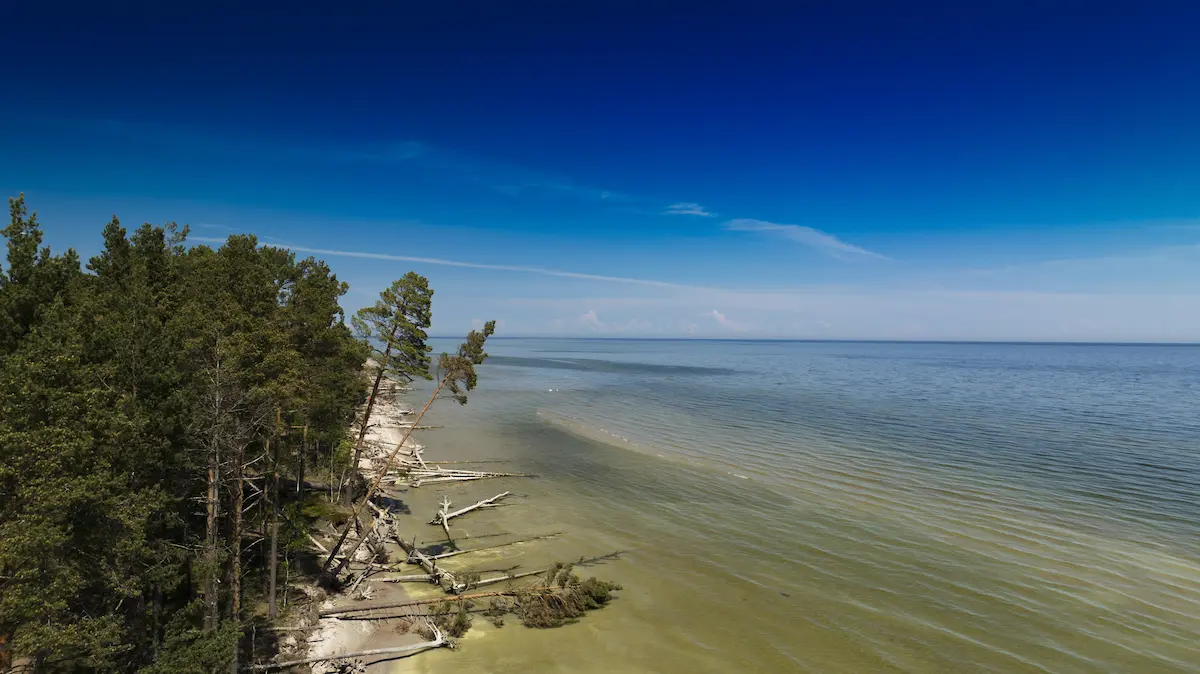 A quiet shoreline lined with evergreen trees and driftwood beside calm open water under a clear blue sky symbolizing stability reflection resilience and finding peace through healing and personal growth