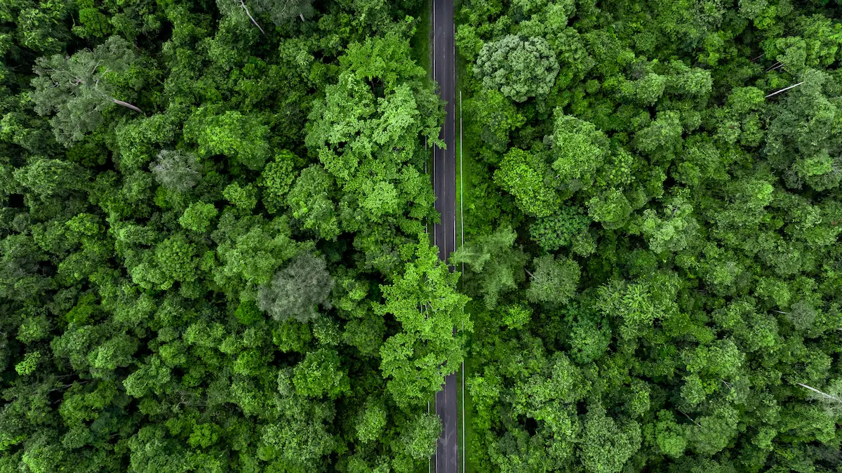 Aerial view of a narrow road cutting through dense green forest canopy symbolizing lifes path through complexity connection to nature emotional grounding and the journey toward healing and clarity in therapy