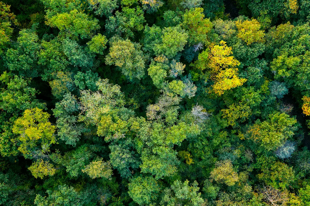 Aerial view of dense forest canopy with changing colors symbolizing balance renewal reflection and emotional growth through lifes seasons