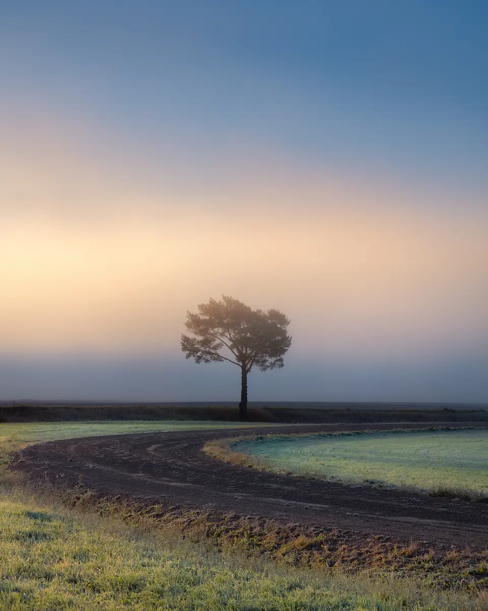 Curving dirt path leading to a solitary tree at dawn evoking reflection in individual therapy annapolis