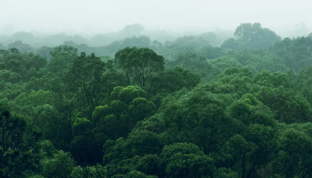 Foggy green forest canopy fading into mist representing reflection calm emotional grounding and inner healing