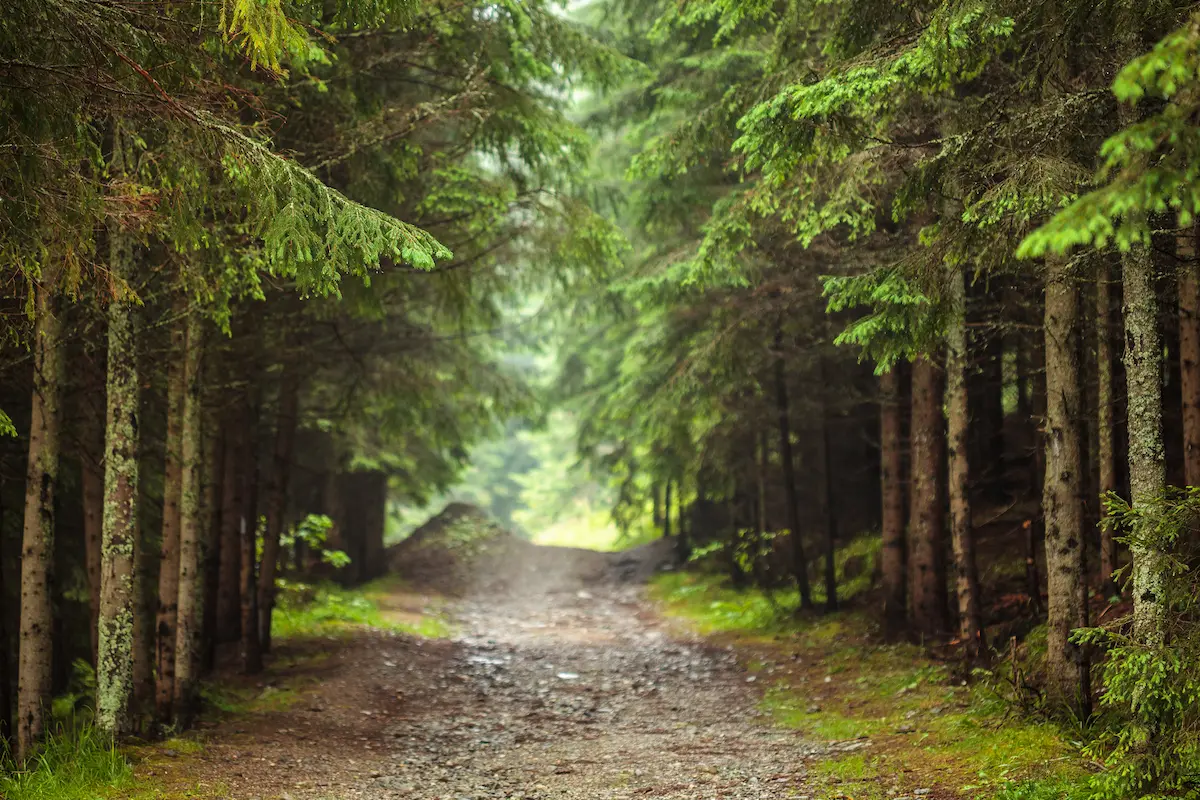 Forest trail lined with evergreen trees and soft natural light symbolizing grounding resilience and emotional healing in trauma therapy annapolis