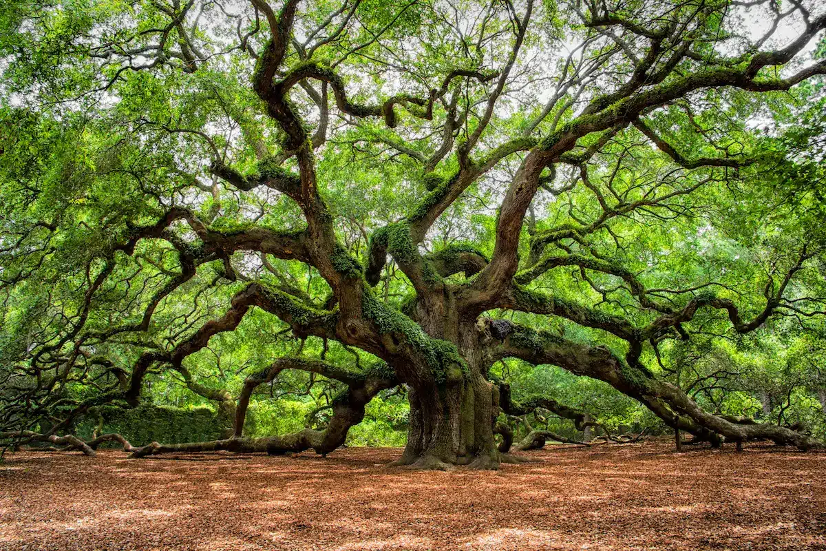 Massive oak tree with sprawling branches and green canopy reflecting emotional depth in therapy annapolis
