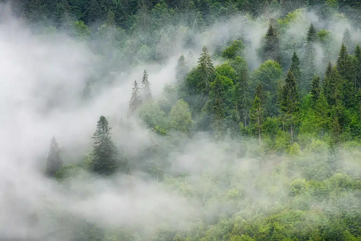 Mist drifting through evergreen forest evoking reflection in depth oriented therapy annapolis