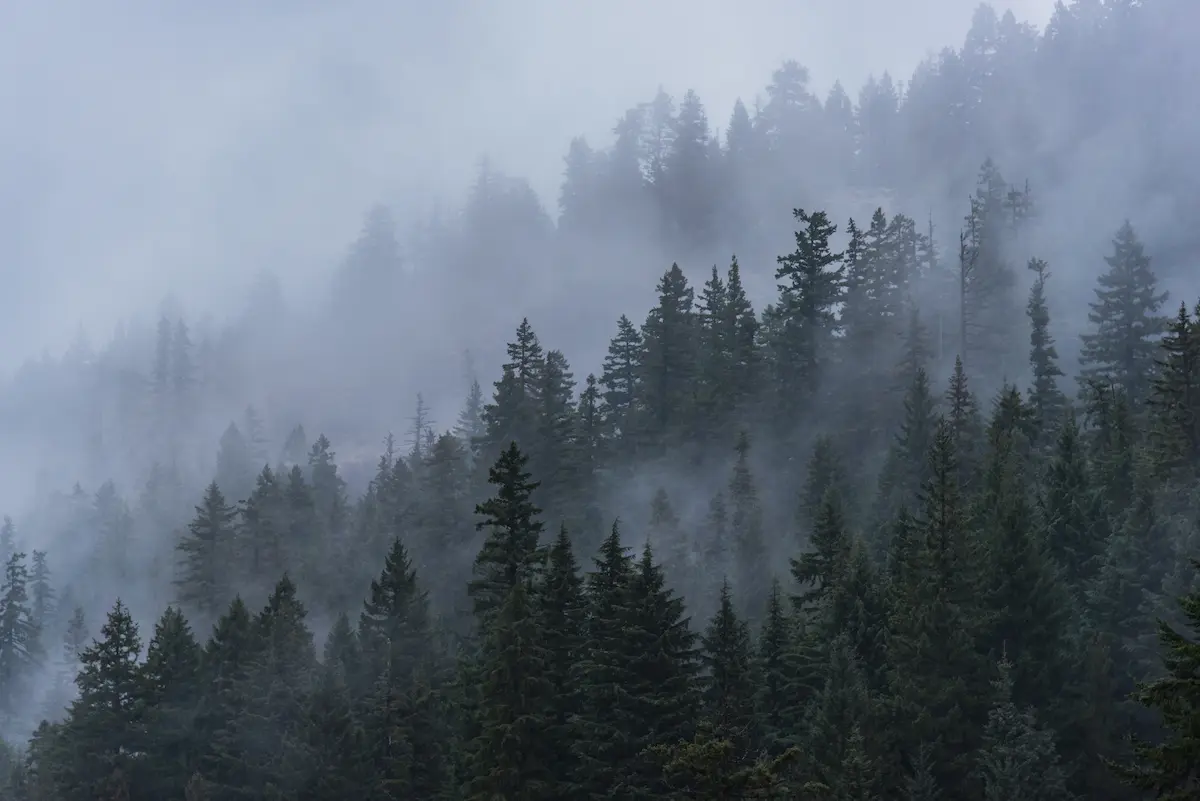 Misty evergreen forest fading into low clouds and fog evoking reflection emotional depth uncertainty and the quiet process of healing through trauma therapy and personal growth