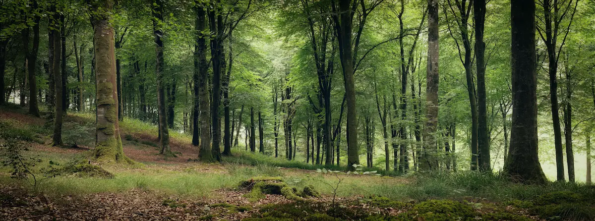 Peaceful green woodland with tall trees and soft natural light filtering through the forest symbolizing calm grounding emotional renewal and creating a safe space for healing and personal growth through therapy