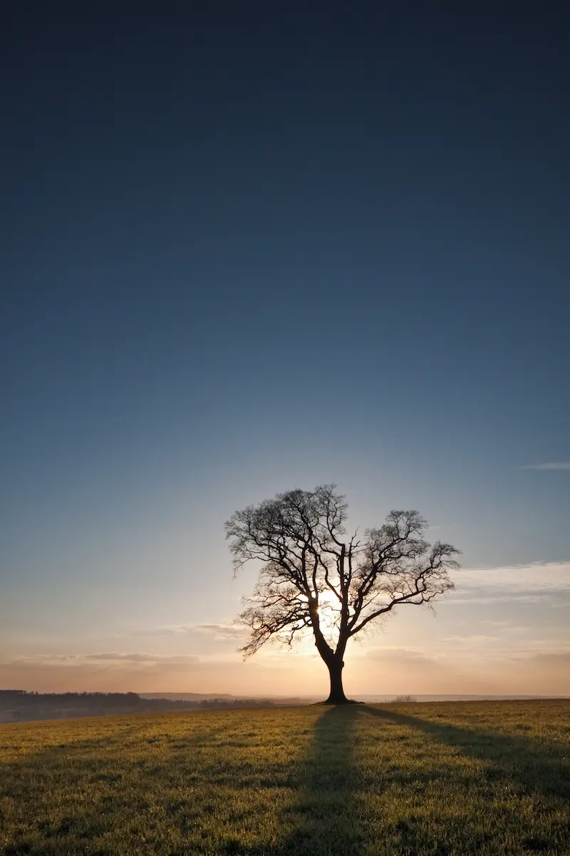 Solitary tree at sunrise casting long shadows across a quiet field evoking reflection in individual therapy annapolis