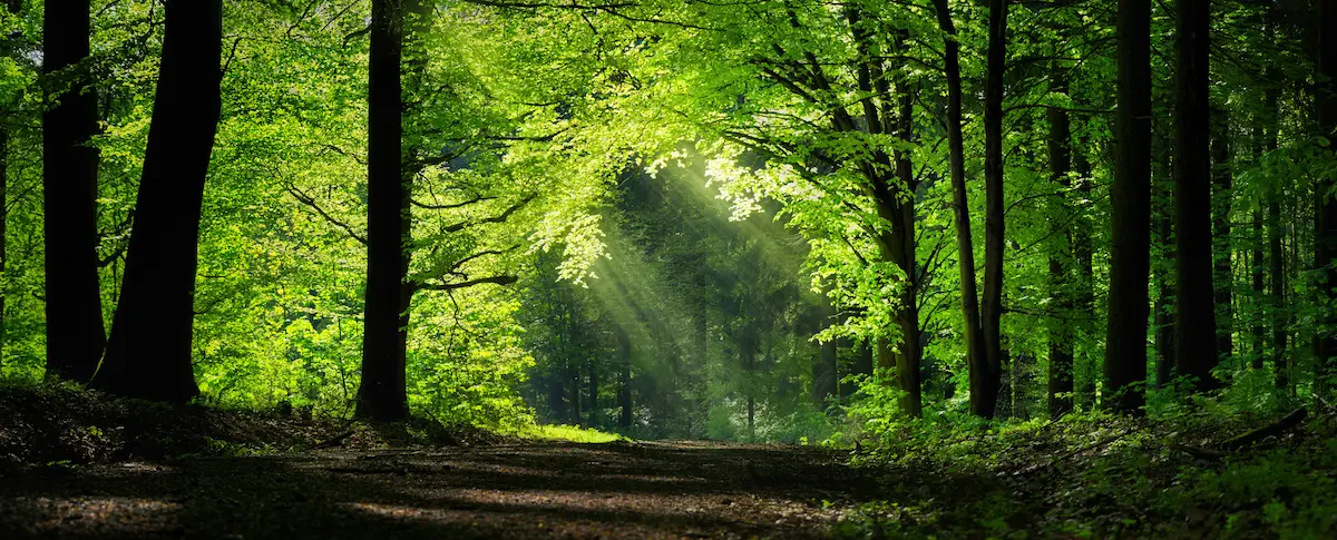 Sunbeams streaming through a vibrant green forest path symbolizing hope clarity renewal and the healing journey toward emotional growth resilience and inner peace through therapy