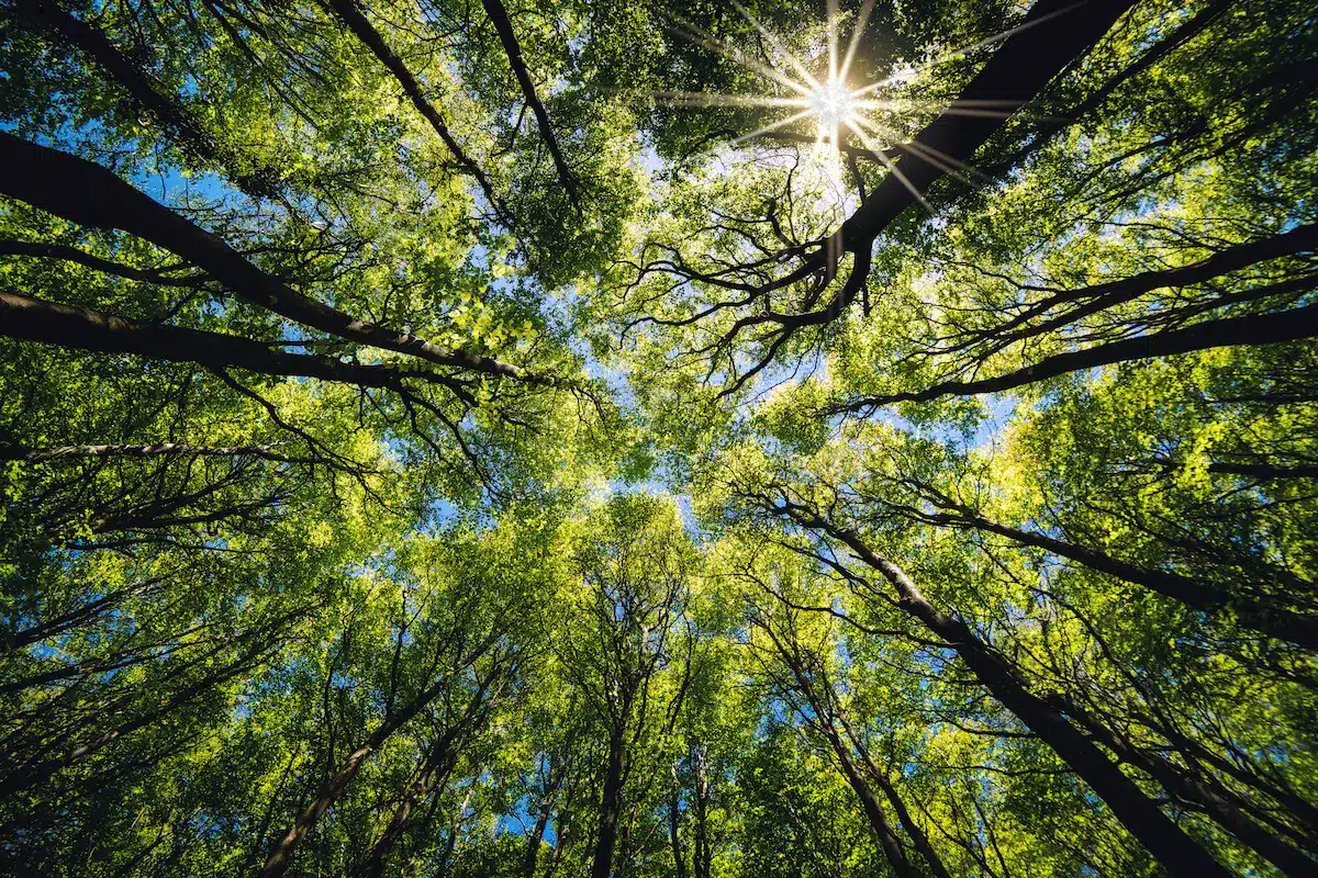 Sunlight filtering through a green forest canopy evoking clarity and growth in depth oriented therapy annapolis