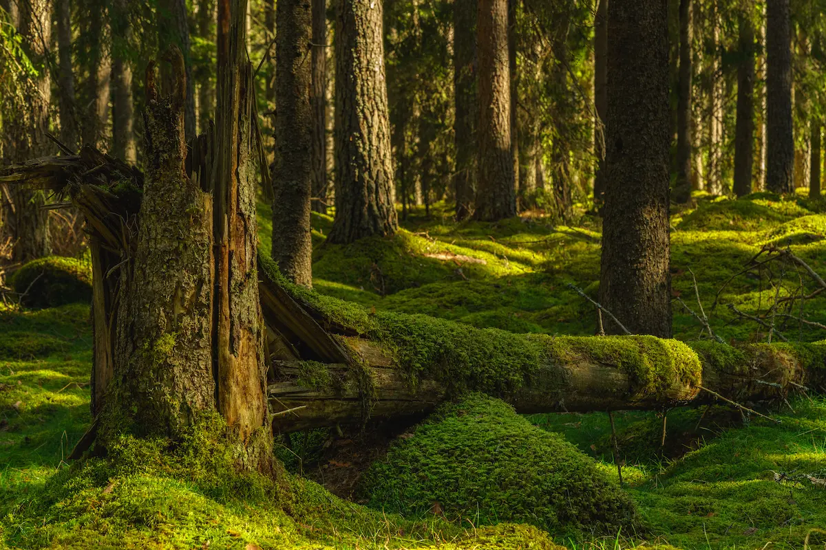 Sunlight filtering through a moss covered forest with fallen trees and rich green ground cover symbolizing renewal resilience grounding and the slow restorative process of emotional healing and personal growth
