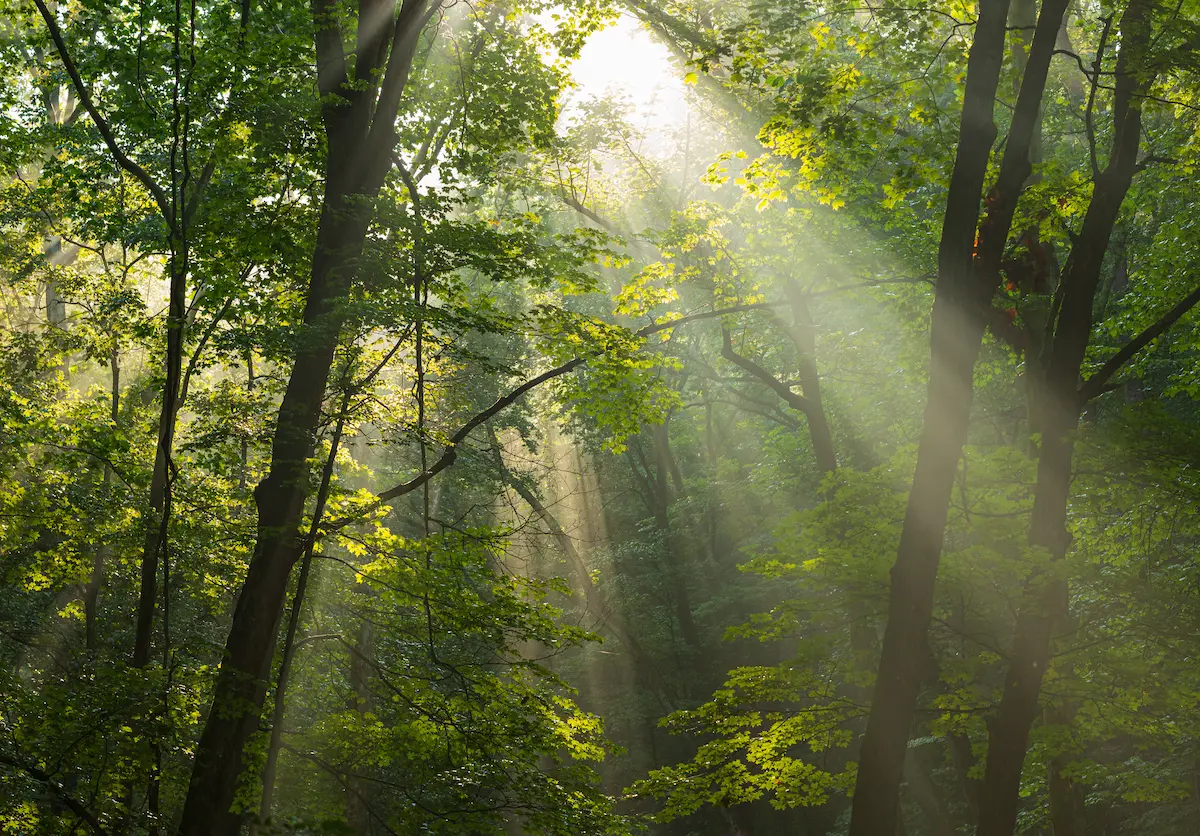 Sunlight streaming through a dense green forest canopy symbolizing hope clarity and emotional renewal in trauma therapy annapolis