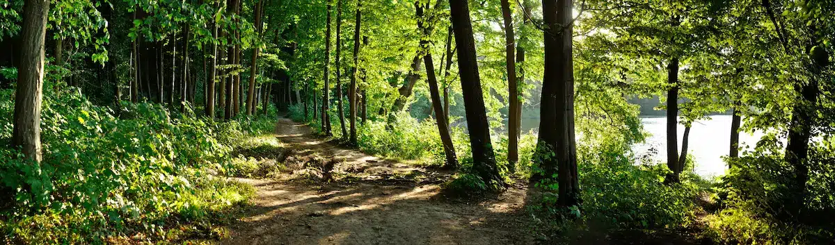 Sunlit forest path beside a lake evoking calm reflection in depth oriented therapy annapolis