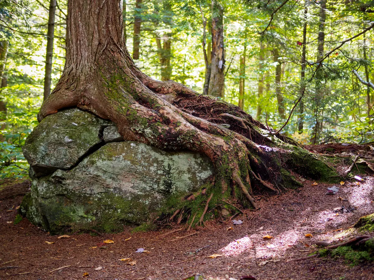 Tree roots wrapped tightly around a large rock in a forest setting symbolizing grounding resilience and strength through adversity in trauma therapy annapolis
