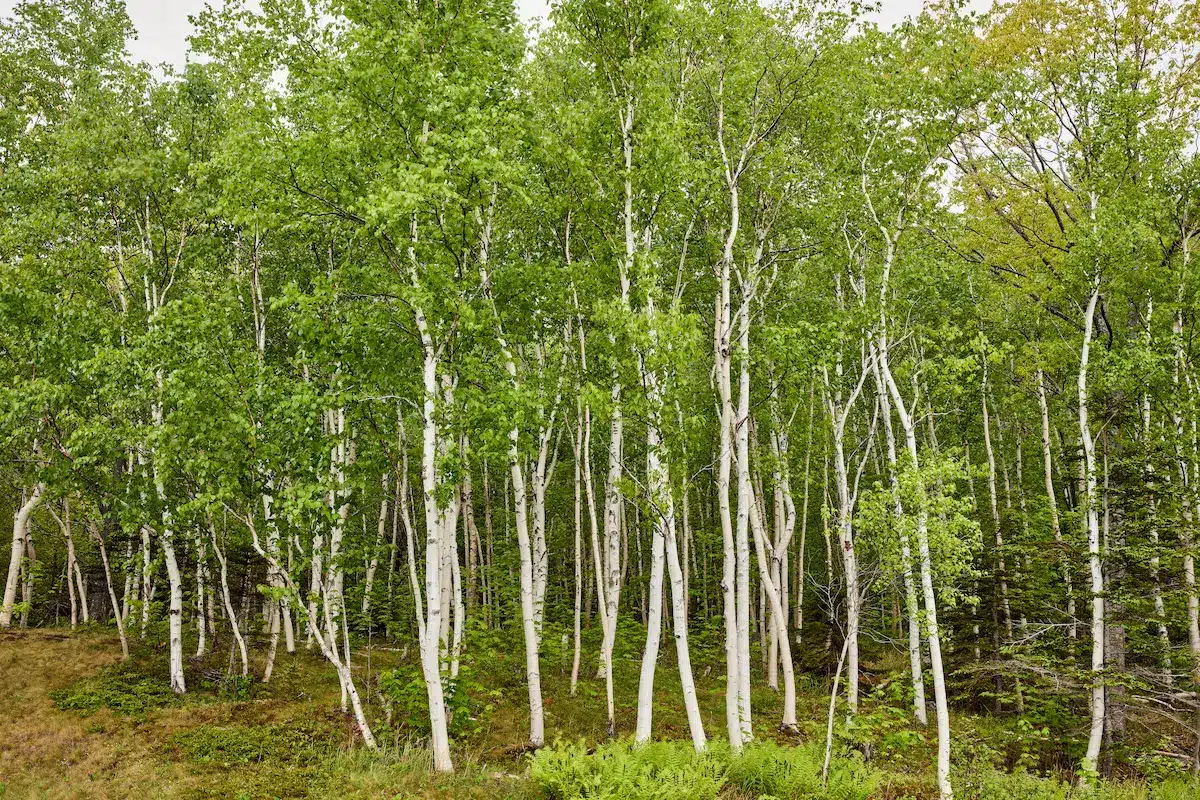 White birch trees with fresh green leaves in a quiet forest evoking renewal in depth oriented therapy annapolis
