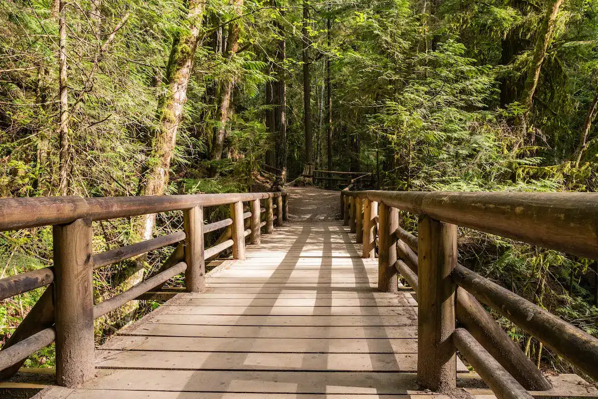 Wooden bridge through a quiet forest, suggesting a steady path in depth-oriented therapy in Annapolis
